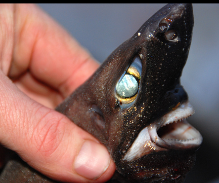 Scientists discover a terrifying 'ninja lanternshark' that can glow in the  dark