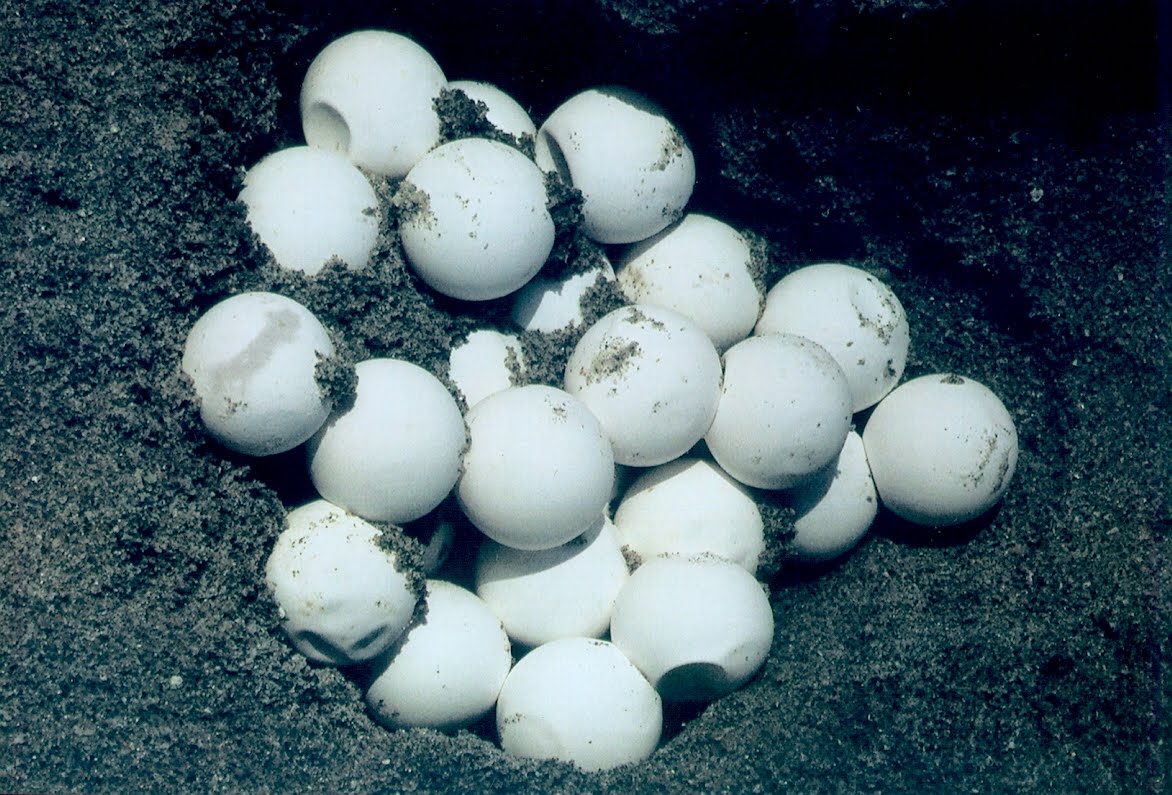 Город яйца. Turtle Eggs. Sea Turtles Eggs. Tinamidae Eggs. Turtles Eggs on the Beach.